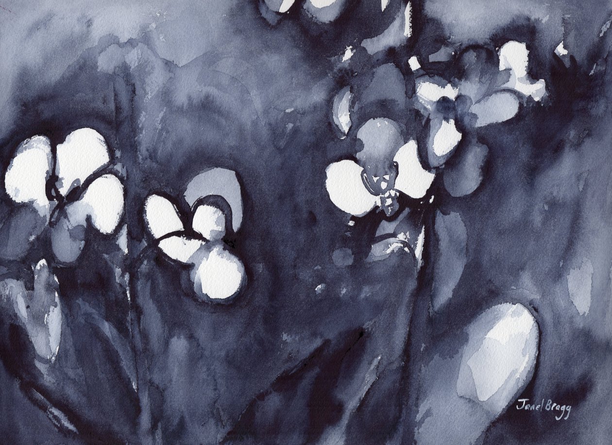 Orchidea w kolorze indygo, ok. 2017 (akwarela na papierze) autorstwa Janel Bragg