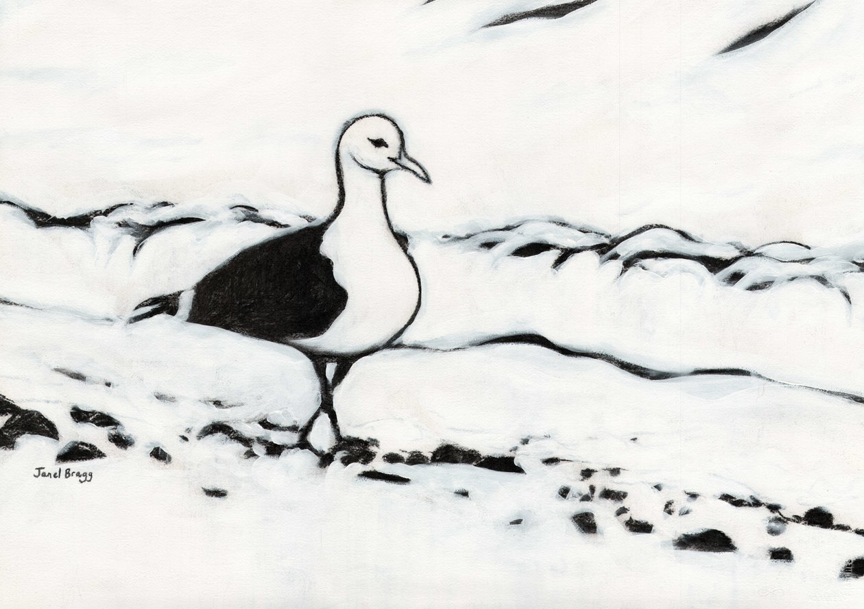 Mewa z Washington Park, ok. 2017 (węgiel i gesso na papierze) autorstwa Janel Bragg