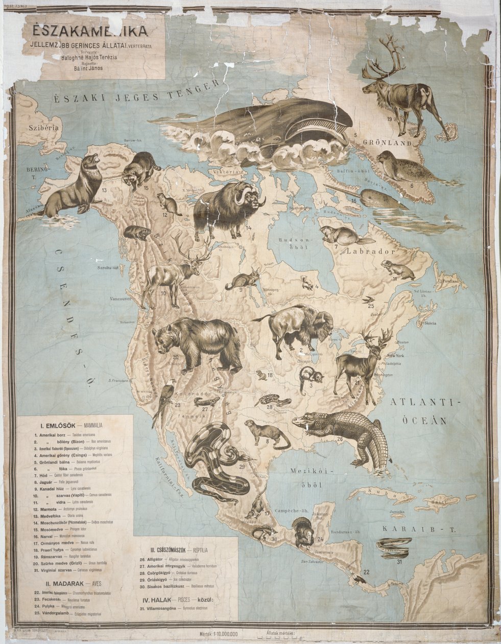 Mapa zwierząt Ameryki Północnej, (rycina kolorowa) autorstwa Janos Balint