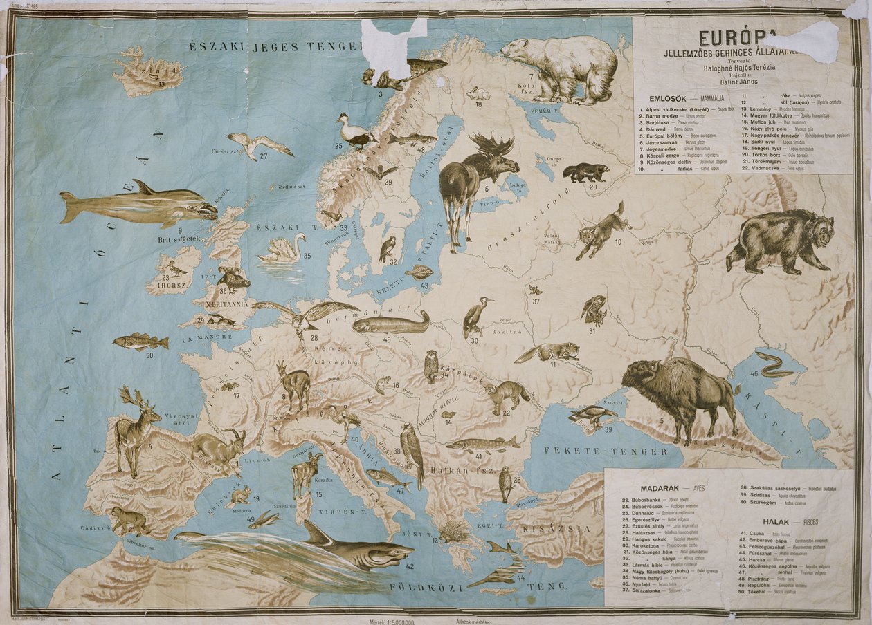 Mapa zwierząt w Europie, (rycina kolorowa) autorstwa Janos Balint