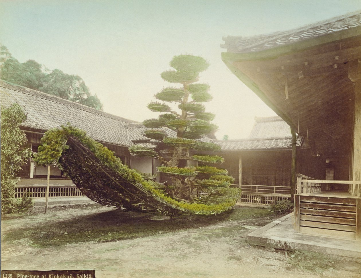 Sosna w Kinkaku-ji, Kioto, ok. 1905 (kolorowe zdjęcie) autorstwa Japanese Photographer