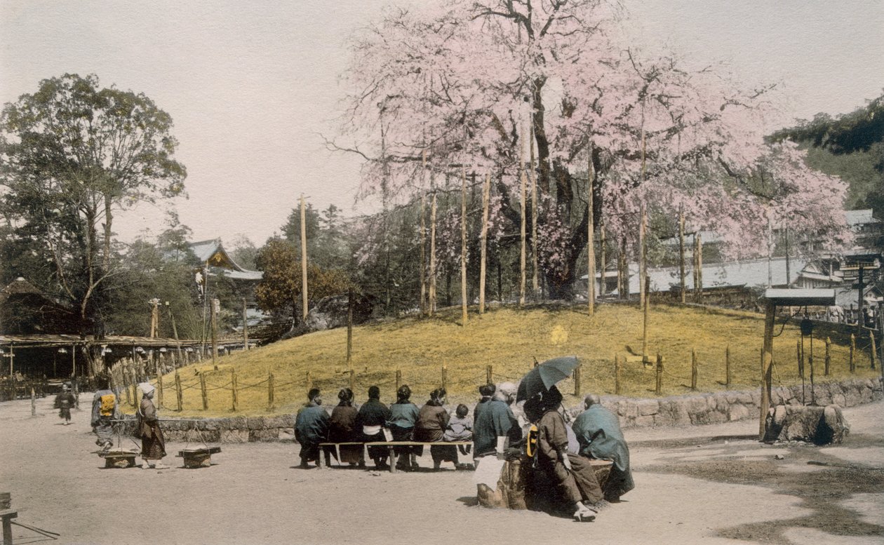 Słynne drzewo wiśniowe w Maruyama, Kioto (zdjęcie ręcznie kolorowane) autorstwa Japanese Photographer
