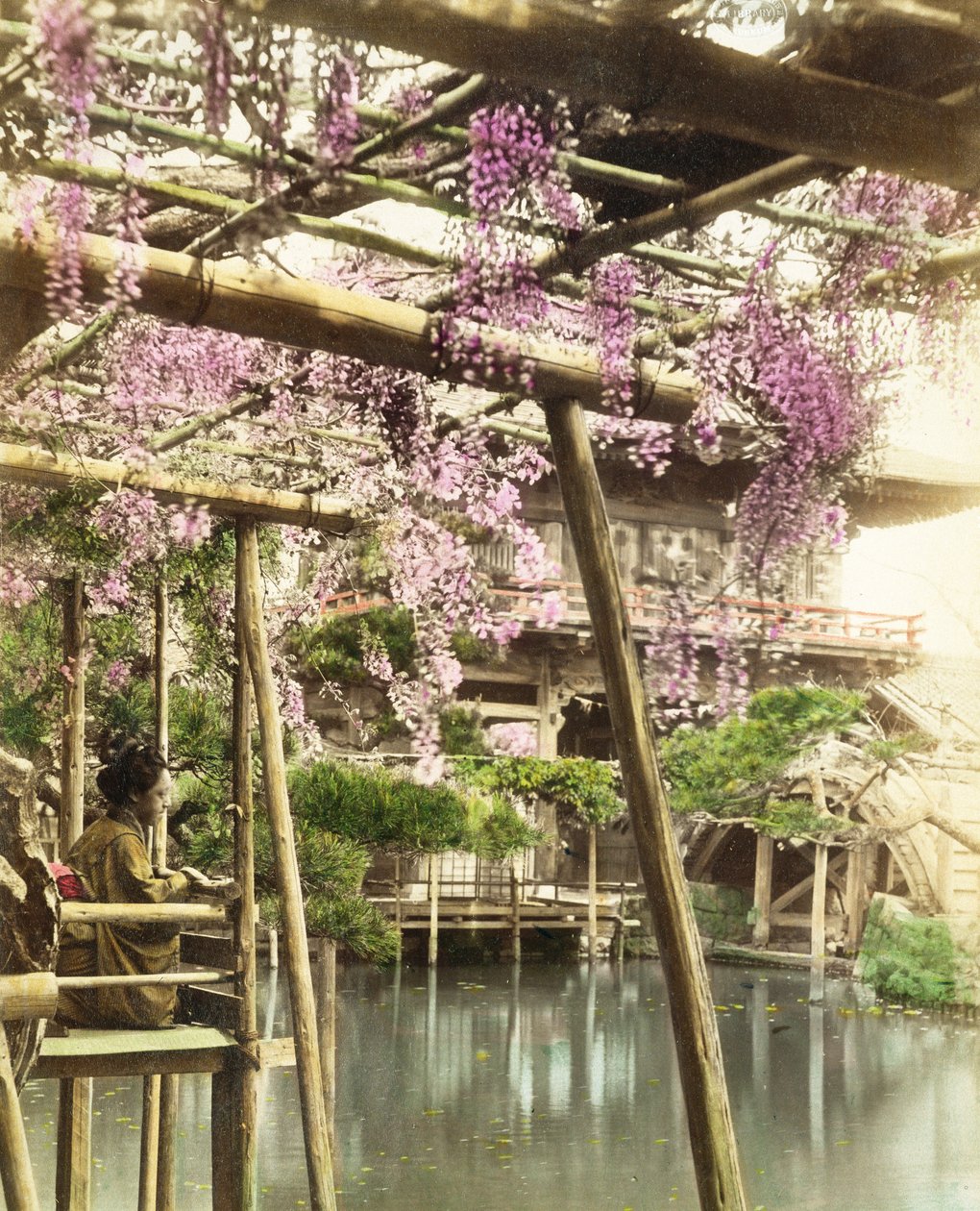 Kwiat glicynii, ogrody świątyni Kameido, Tokio, wczesne lata 90. XIX wieku (zdjęcie ręcznie kolorowane) (patrz także 172942) autorstwa Japanese Photographer