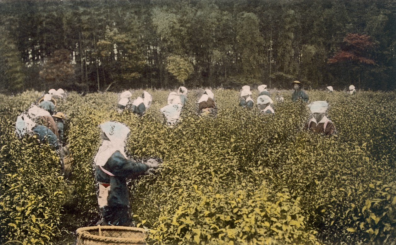 Kobiety zbierające herbatę z męskim nadzorcą (zdjęcie ręcznie kolorowane) autorstwa Japanese Photographer