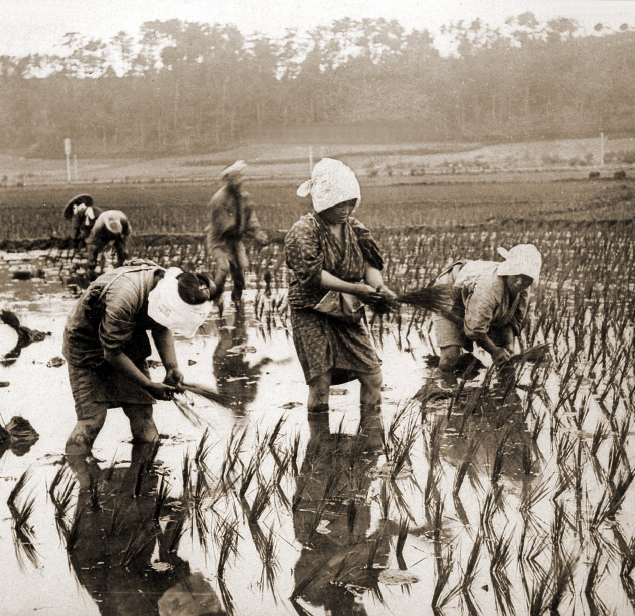 Kobiety sadzące ryż w Japonii, ok. 1900 (zdjęcie albumu) autorstwa Japanese Photographer