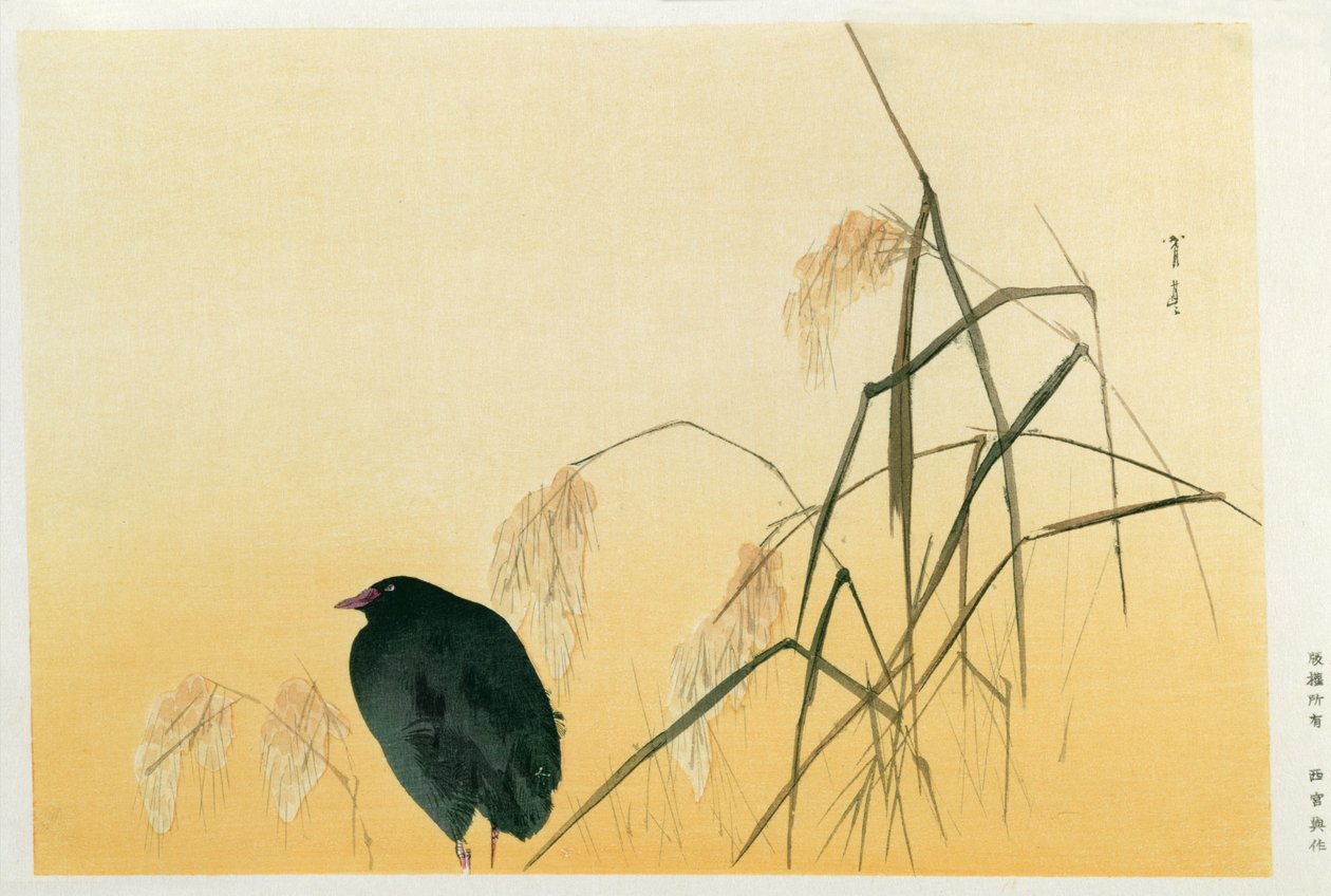 Blackbird, okres Edo (zwój jedwabiu) autorstwa Japanese School
