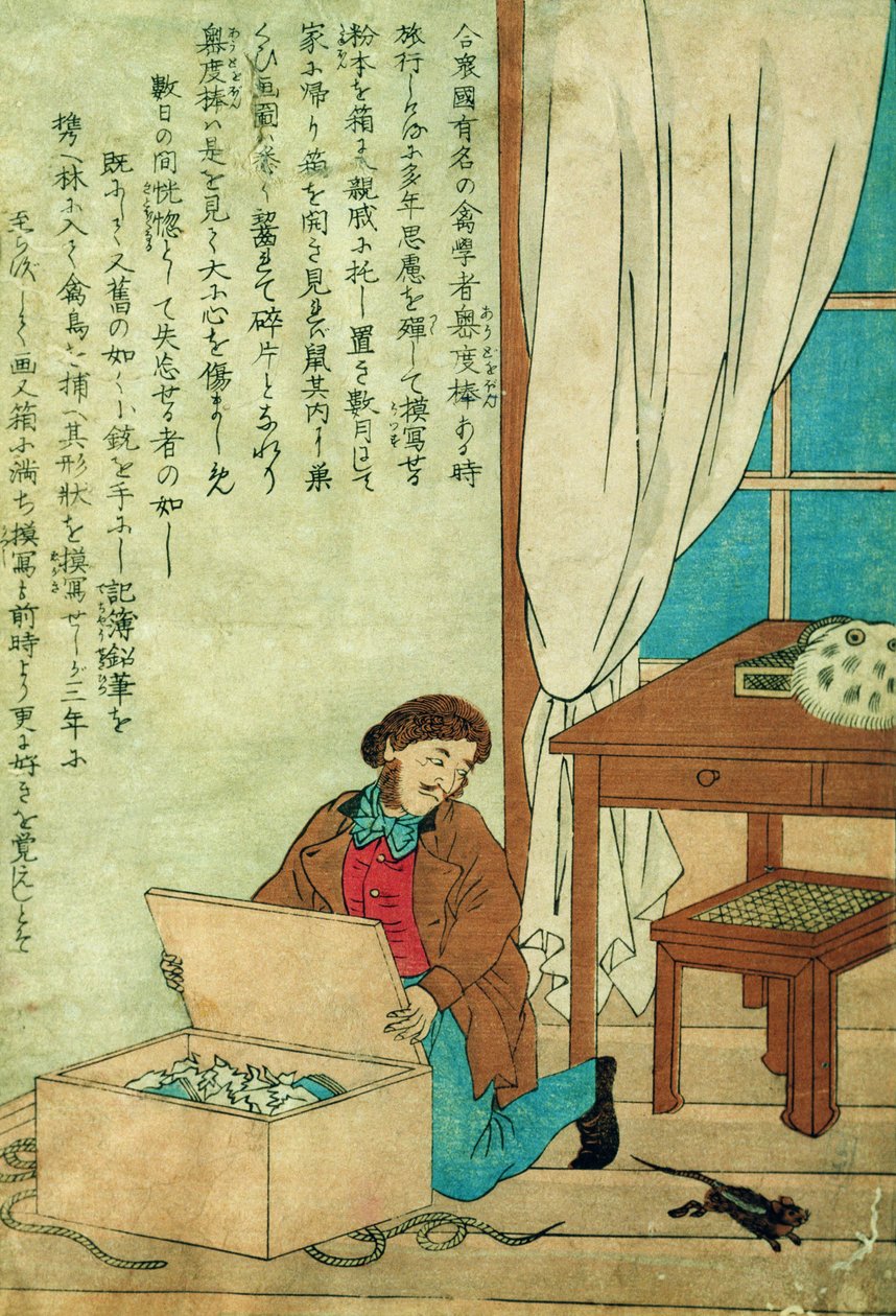 JJ Audubon (1785-1851) w podróży do Japonii odkrywa szczura, ok. 1840 autorstwa Japanese School