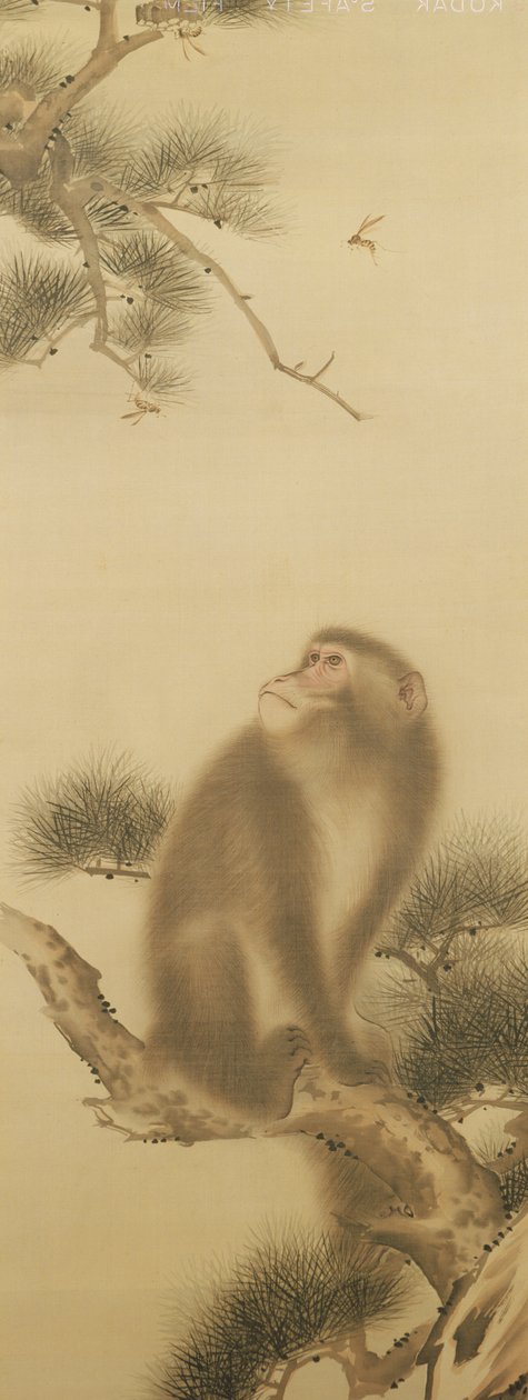 Małpa obserwująca ważkę (tusz na papierze) autorstwa Japanese School