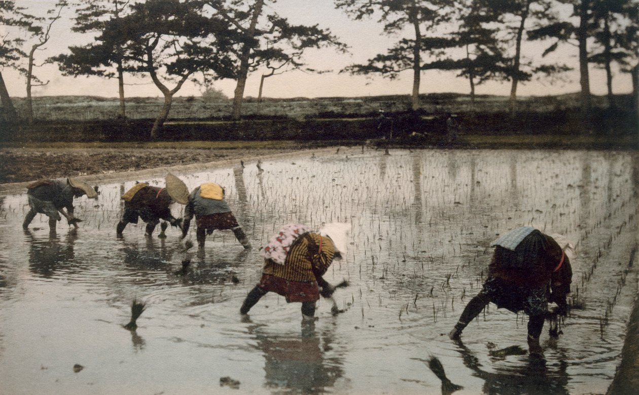 Pięciu chłopów ponownie sadzi ryż na polu ryżowym, lata 90. XIX wieku. autorstwa Japanese Photographer