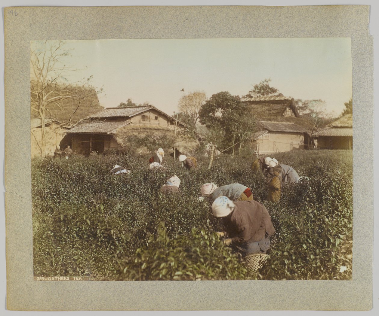 Picking Tea, Japonia (ręcznie kolorowane czarno-białe zdjęcie) autorstwa Japanese Photographer