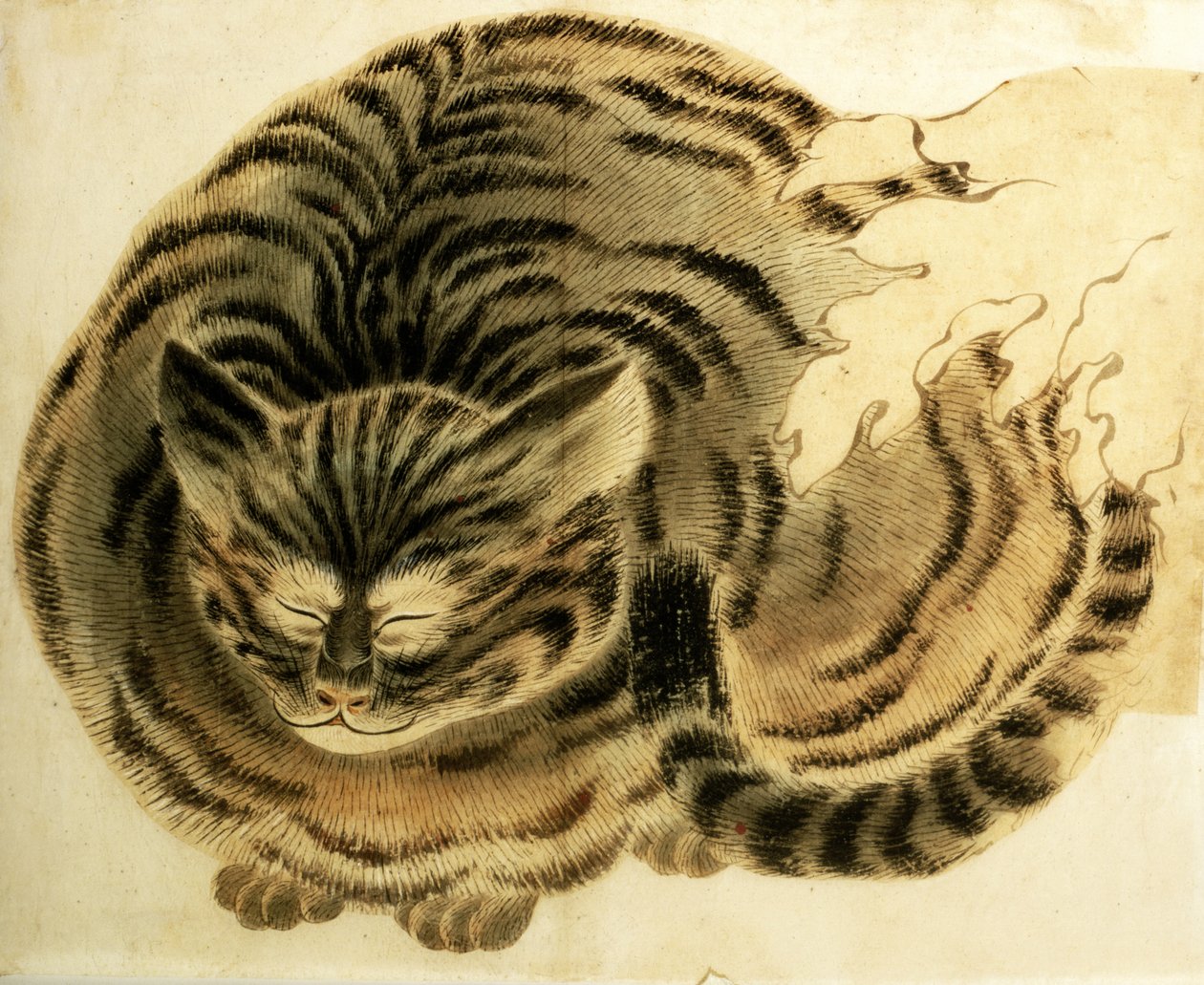 Śpiący kot, wyd. ok. 1850 (akwarela na papierze) autorstwa Japanese Photographer