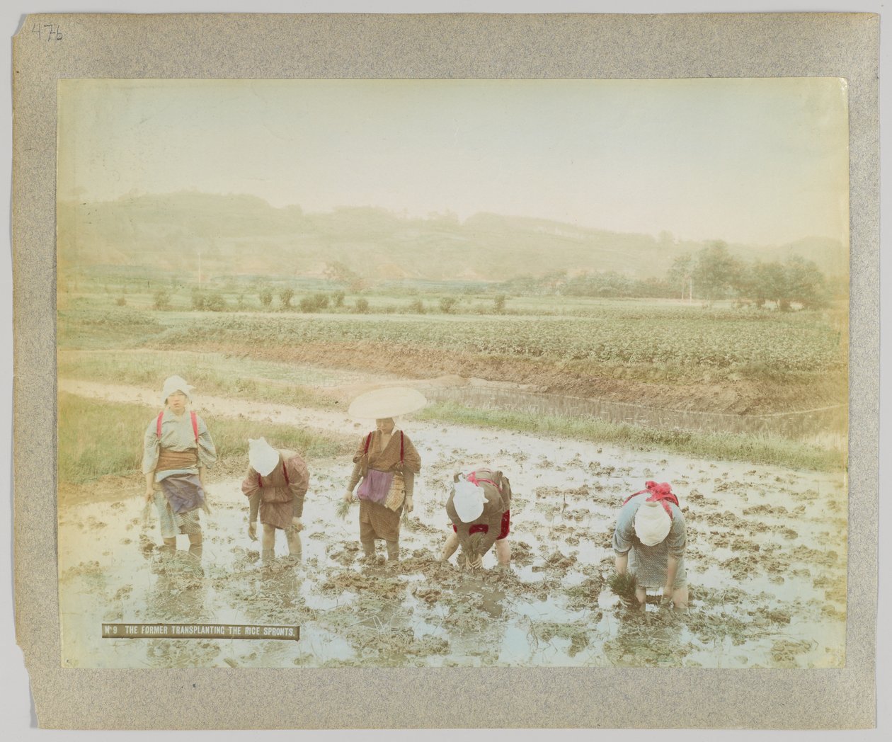 Przesadzanie kiełków ryżu, Japonia (ręcznie kolorowane czarno-białe zdjęcie) autorstwa Japanese Photographer