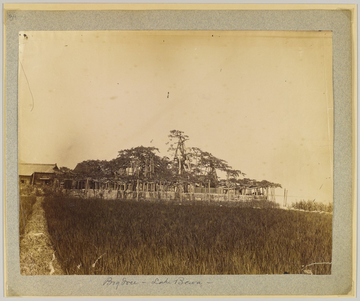 Drzewa nad brzegiem jeziora Biwa, niedaleko Kioto, Japonia (zdjęcie czarno-białe) autorstwa Japanese Photographer