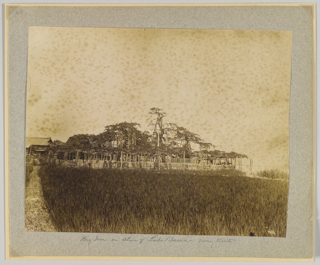 Drzewa nad brzegiem jeziora Biwa, niedaleko Kioto, Japonia (zdjęcie czarno-białe) autorstwa Japanese Photographer
