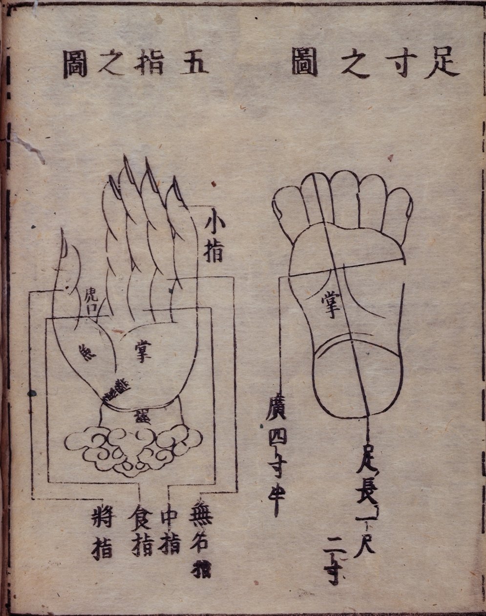 16029.b.5 fol.15v Diagram przedstawiający punkty akupunktury w dłoniach i stopach, z japońskiego komentarza do chińskiego dzieła o akupunkturze, Shisijing fahui z 1341 roku autorstwa Hua Shou, Kyoto autorstwa Japanese School