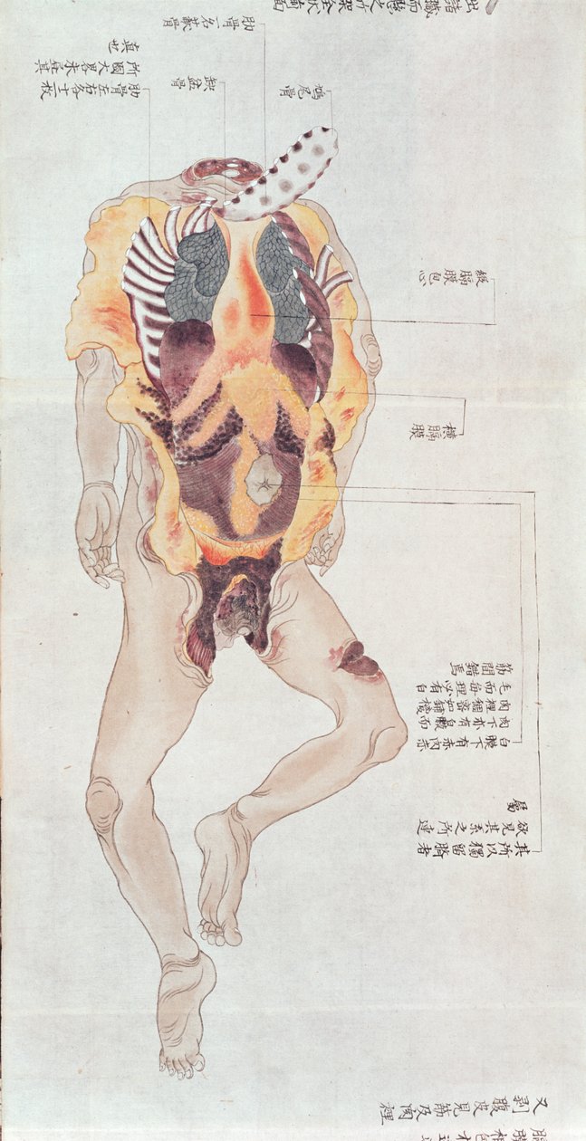 Wypatroszone ciało z sekcji ofiary tortur z 1796 r., z makimono lekarza z Midori, 1842 r. (pióro i atrament i toaleta na papierze) autorstwa Japanese School