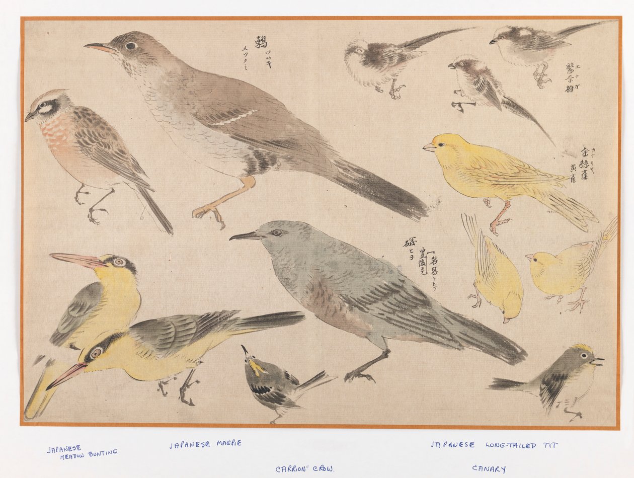Ptaki w stylu Okyo (kolorowy druk drewna) autorstwa Japanese School