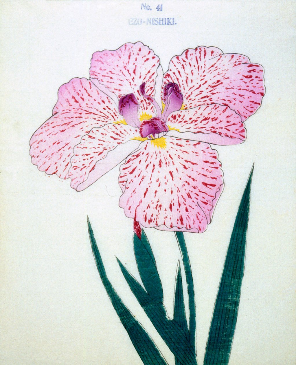 Ezo-Nishiki, z. 41, 1898 r autorstwa Japanese School