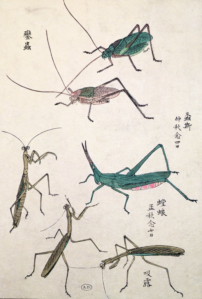Koniki polne i modliszki (kolorowy drzeworyt) autorstwa Japanese School