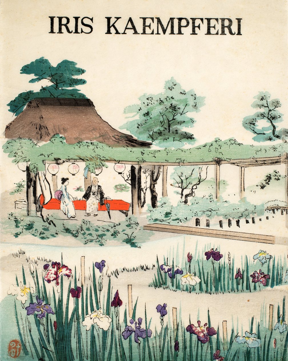 Iris Kaempferi - Przednia okładka, 1890 autorstwa Japanese School