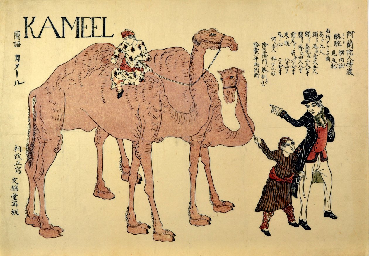 Kameel, wyd. 1821 (kolorowy drzeworyt) autorstwa Japanese School
