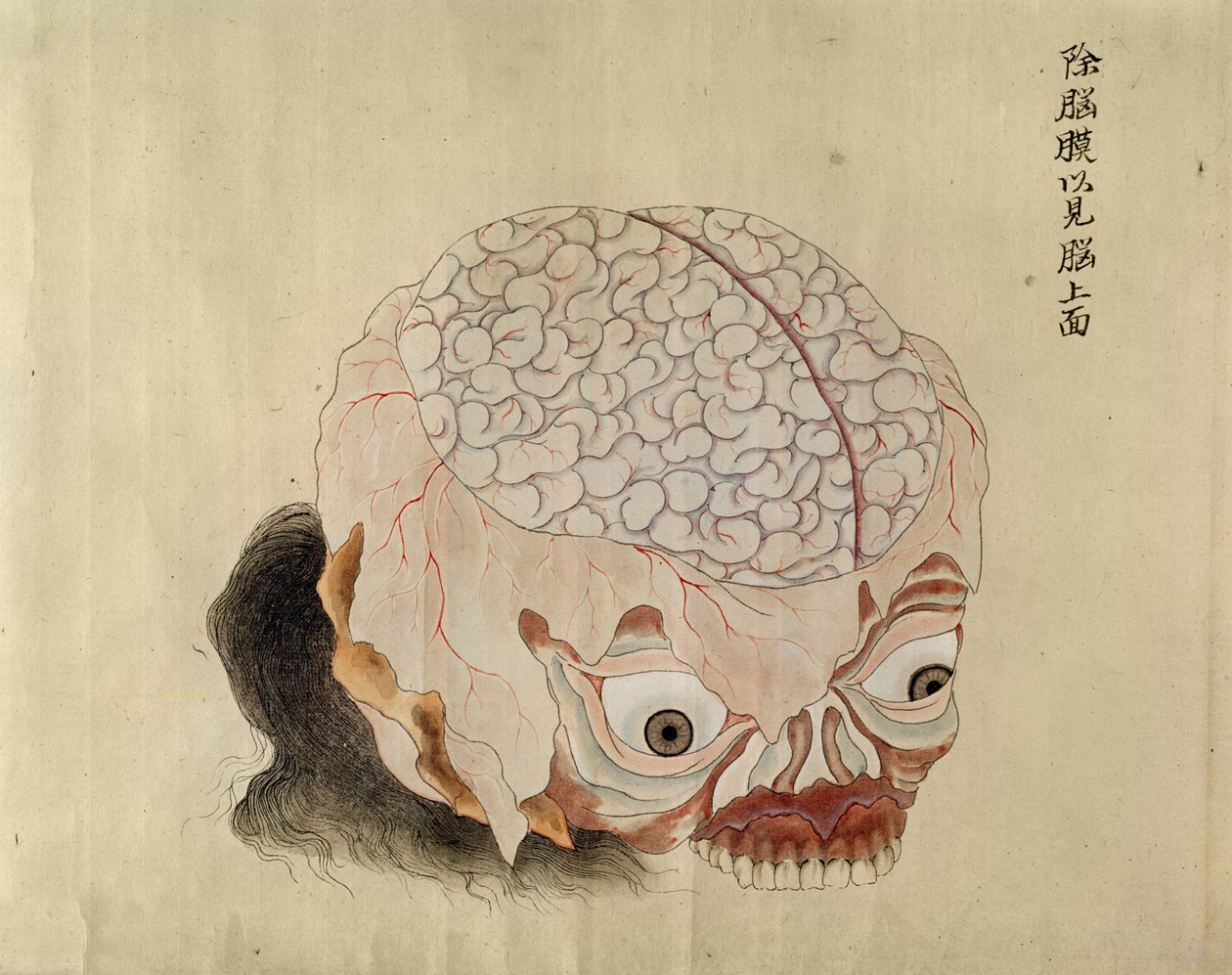 Anatomia mózgu z sekcji ofiary tortur z 1796 r., z makimono lekarza z Midori, 1842 r. (pióro i atrament i toaleta na papierze) autorstwa Japanese School