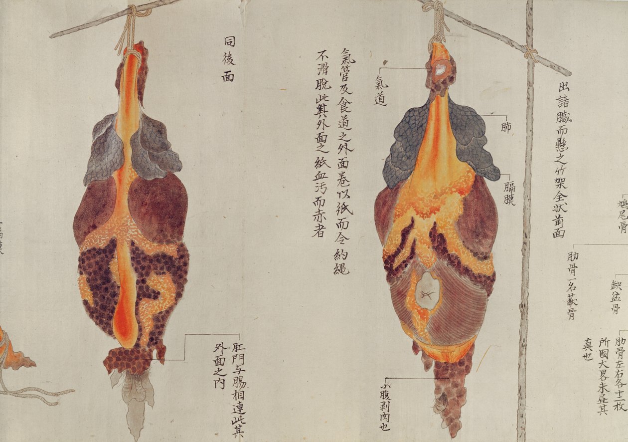 Płuca z sekcji ofiary tortur z 1796 r., z makimono lekarza z Midori, 1842 r. (pióro i atrament i toaleta na papierze) autorstwa Japanese School