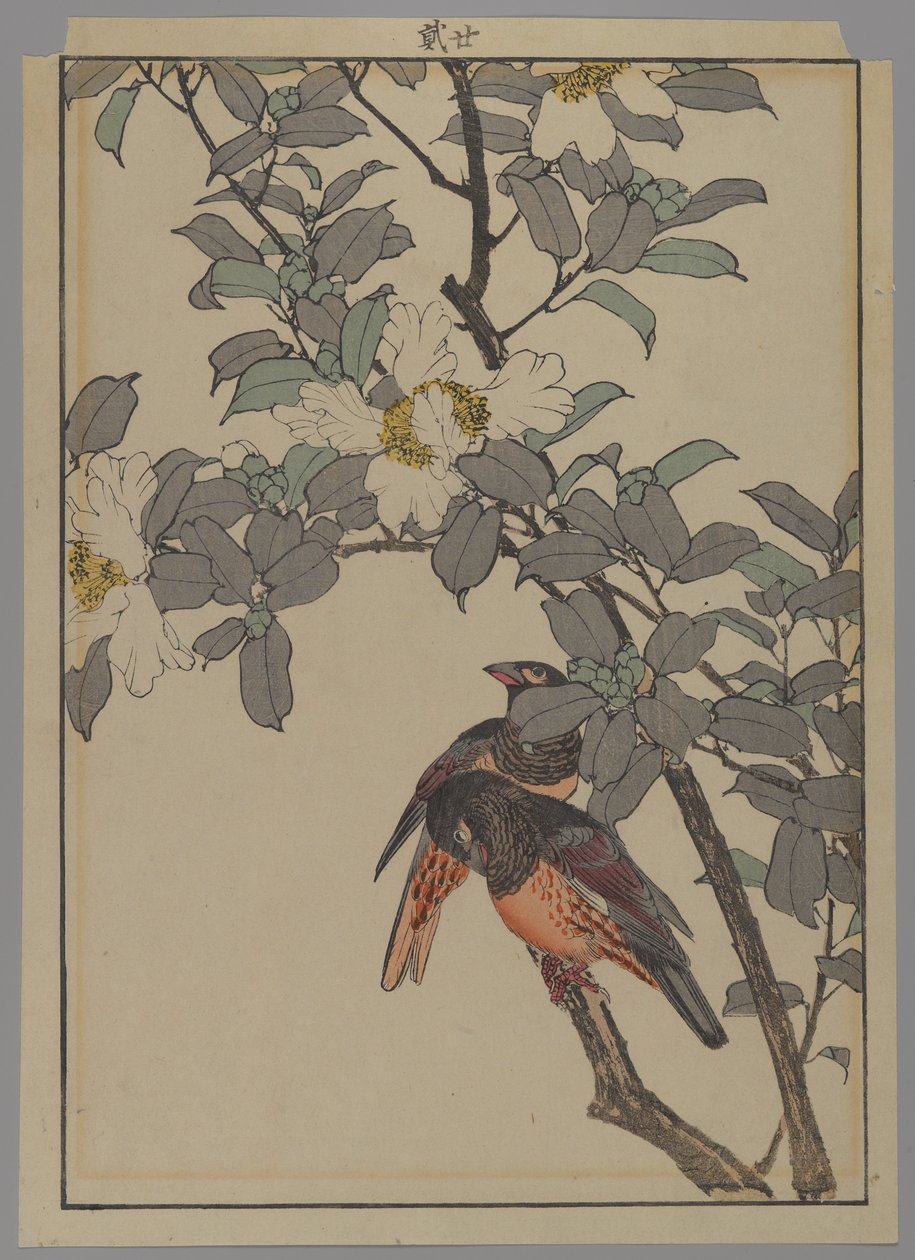 Dwa ptaki z białymi kwiatami, okres Meiji, 1892 (kolorowa odbitka drzeworytnicza) autorstwa Japanese School
