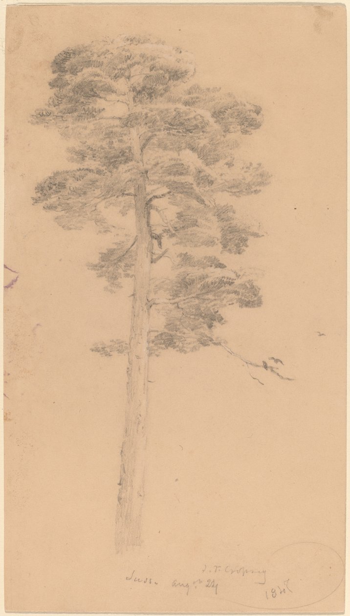 Sosna autorstwa Jasper Francis Cropsey