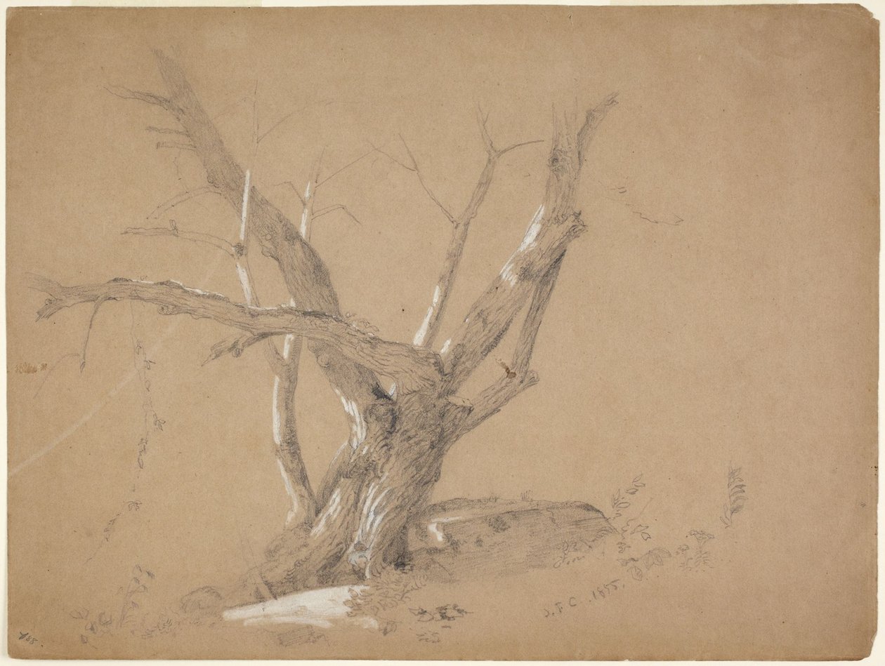 Studium drzewa autorstwa Jasper Francis Cropsey