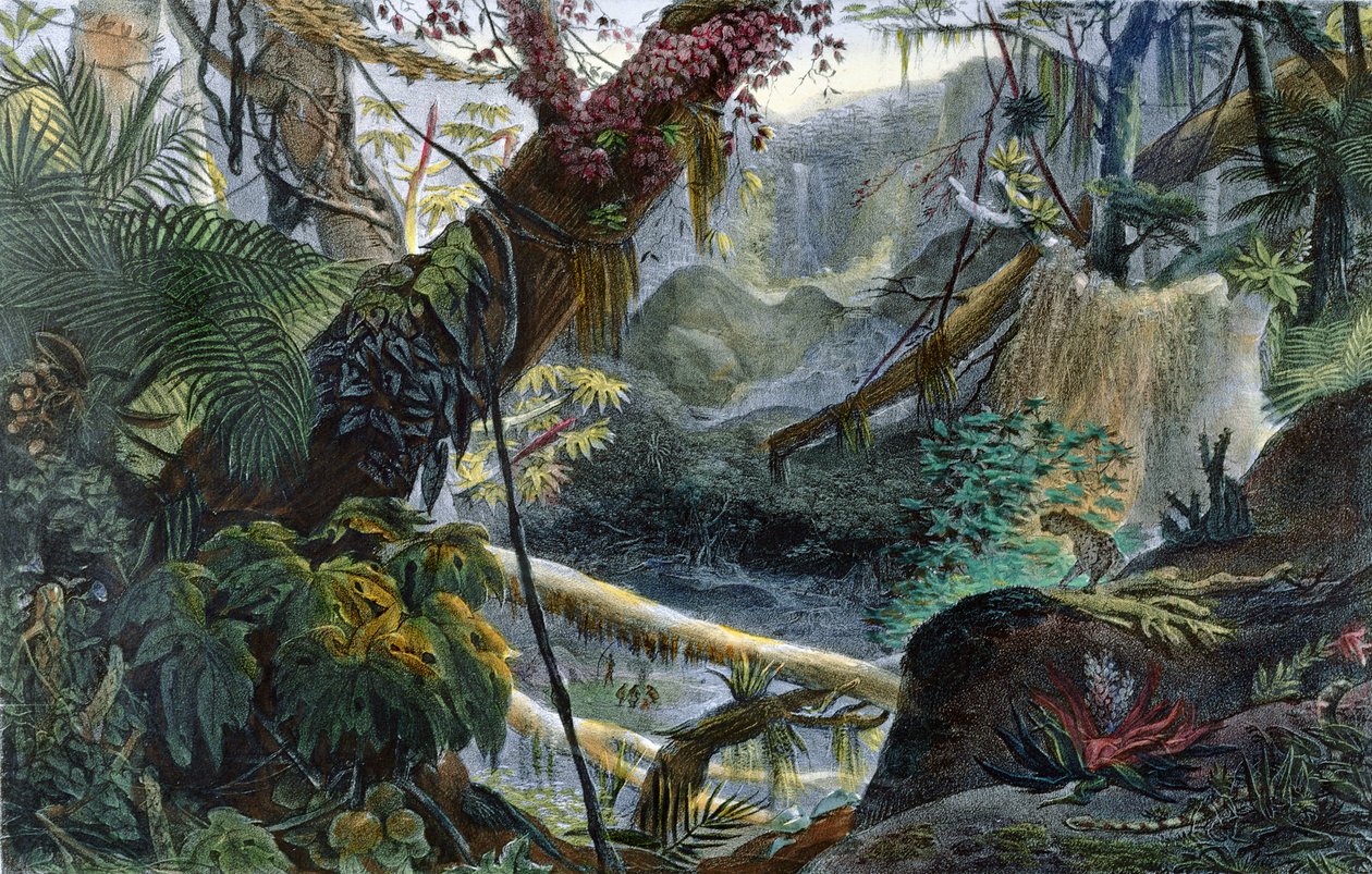Dolina w Serra do Mar, ilustracja z "Voyage Pittoresque et Historique au Bresil" autorstwa Jean-Baptiste Debret (1768-1848), opublikowana w Paryżu w 1839 r. autorstwa Jean Baptiste Debret