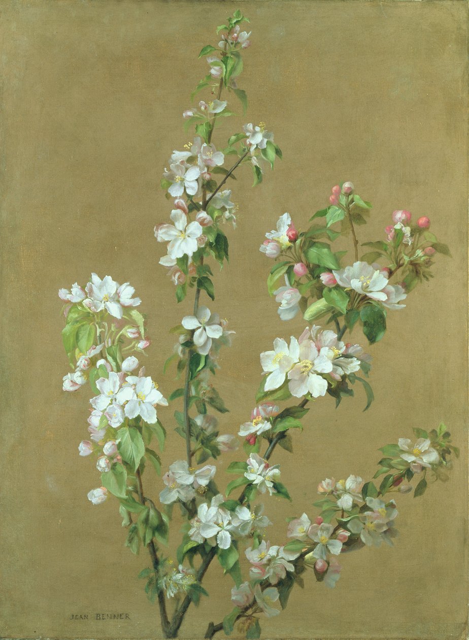 kwiat jabłoni autorstwa Jean Benner