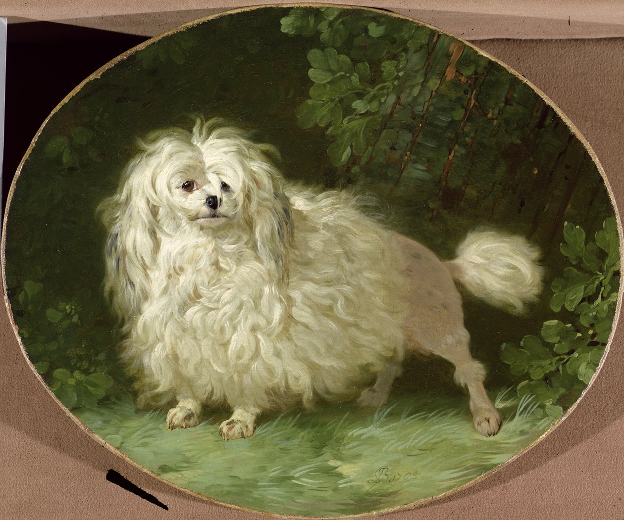 Portret pudla autorstwa Jean Jacques Bachelier