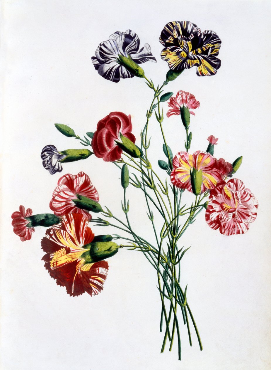 Bukiet goździków, z „Collection des Fleurs et des Fruits d