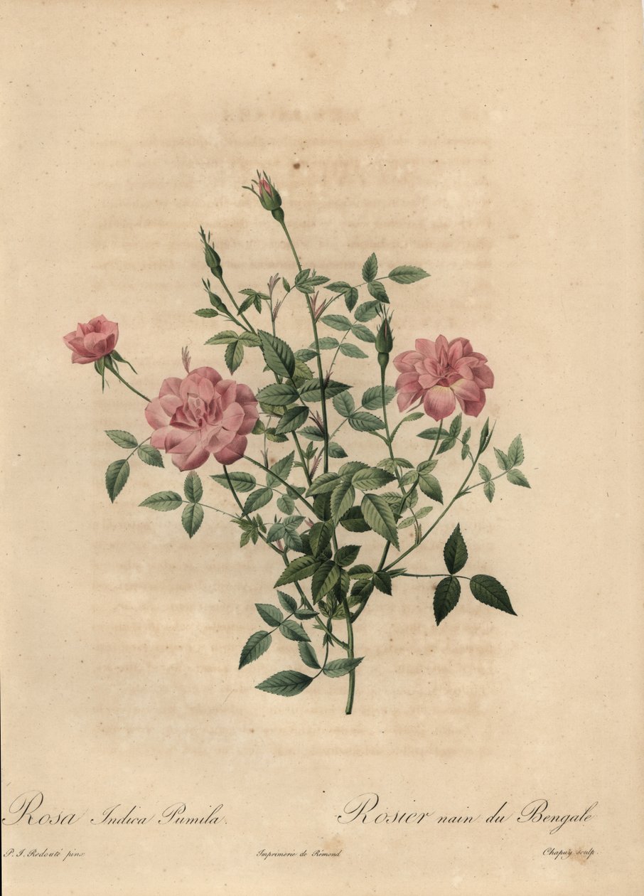 Różowa miniaturowa róża chińska, Rosa chinensis. autorstwa Jean Baptiste Chapuy