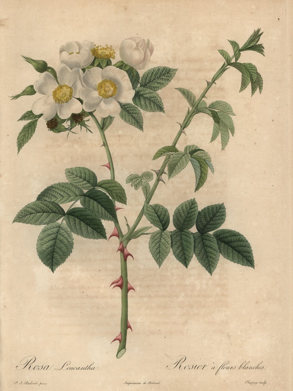 Biała róża, Rosa leucantha. autorstwa Jean Baptiste Chapuy
