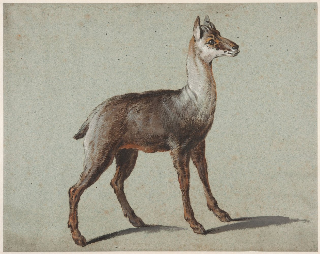 Kozica autorstwa Jean-Baptiste Oudry