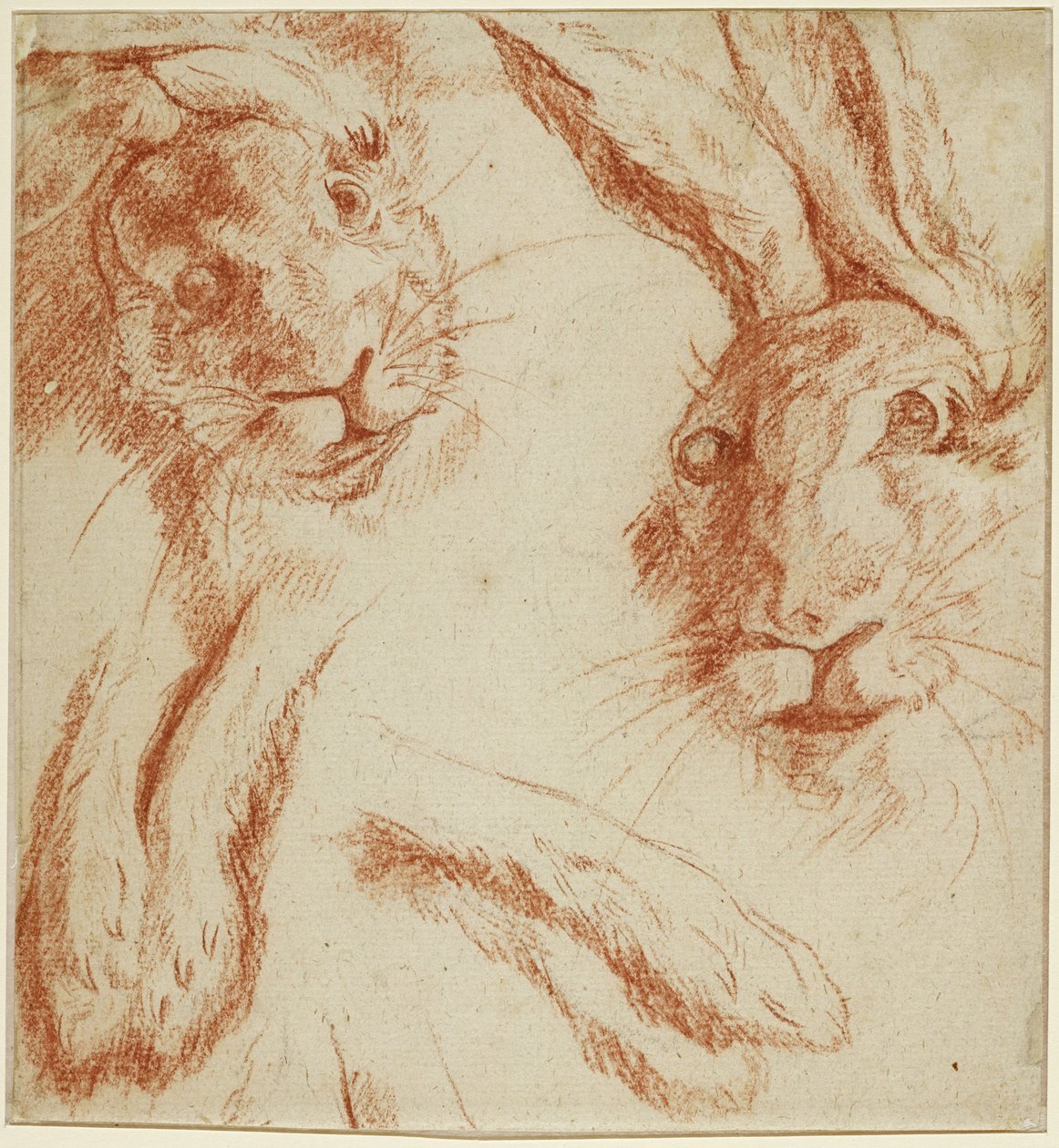 Hasenstudien: zwei Köpfe und zwei Paar Pfoten autorstwa Jean-Baptiste Oudry