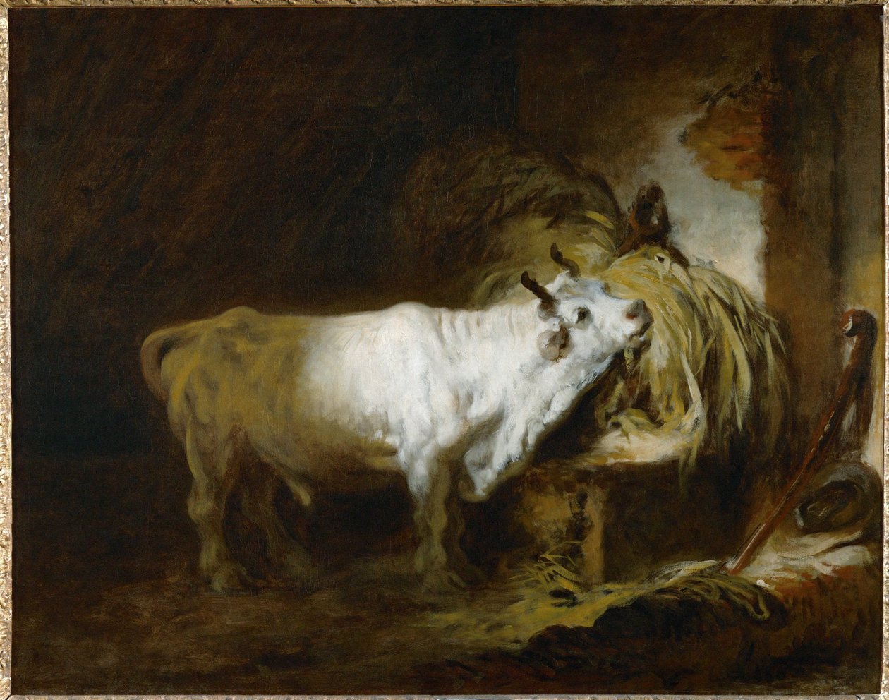 Le toreau blanc a l