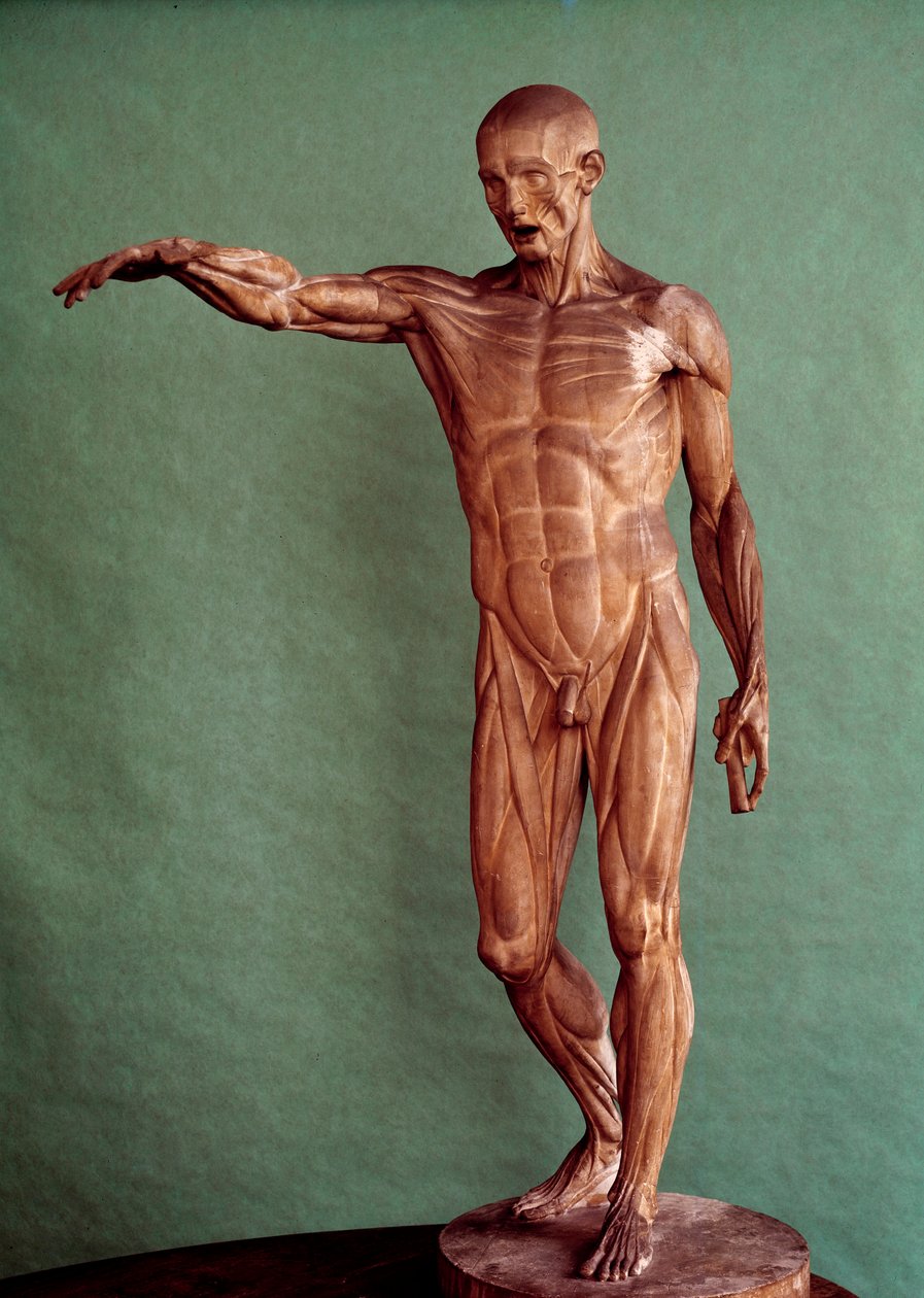 Anatomia człowieka. Ecorche autorstwa Jeana Antoine