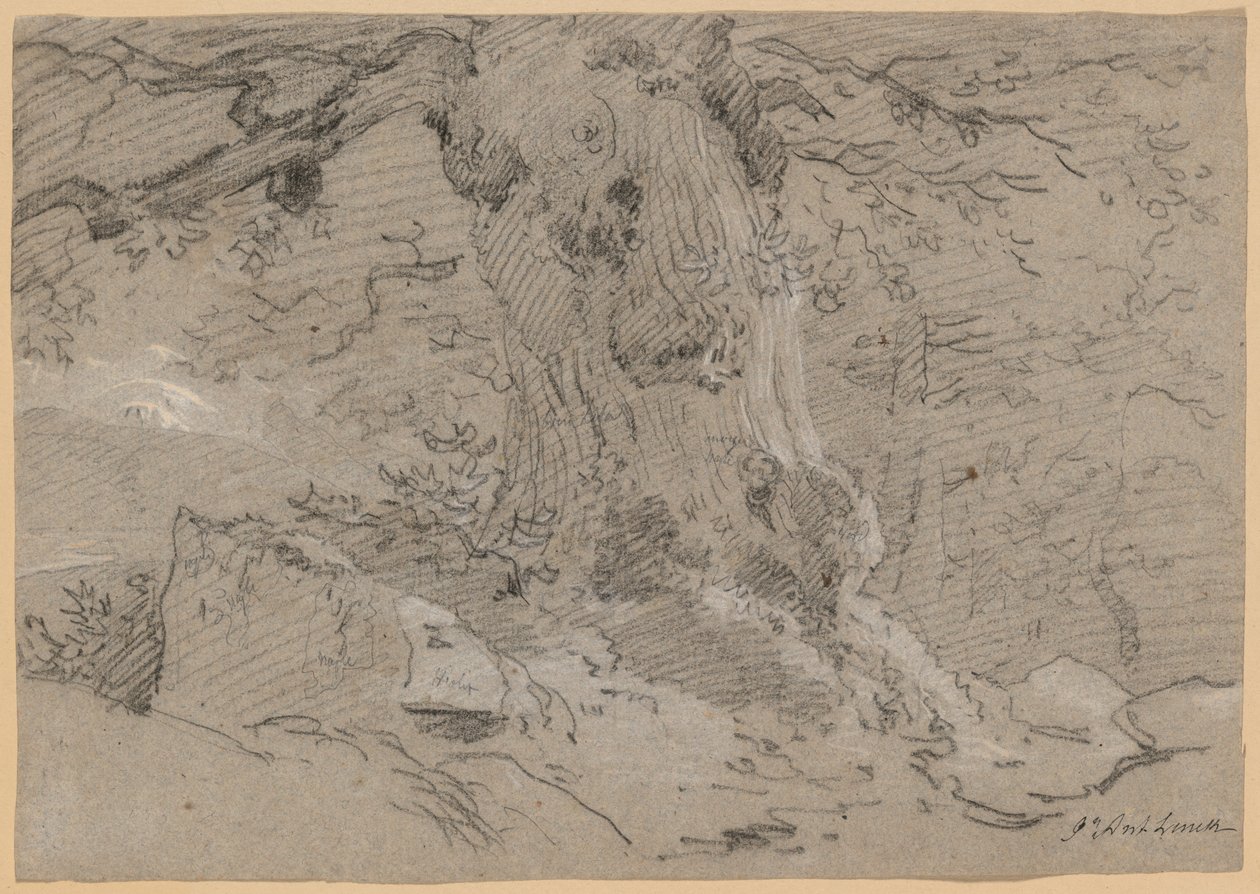 Studium starego pnia drzewa autorstwa Jean Antoine Linck