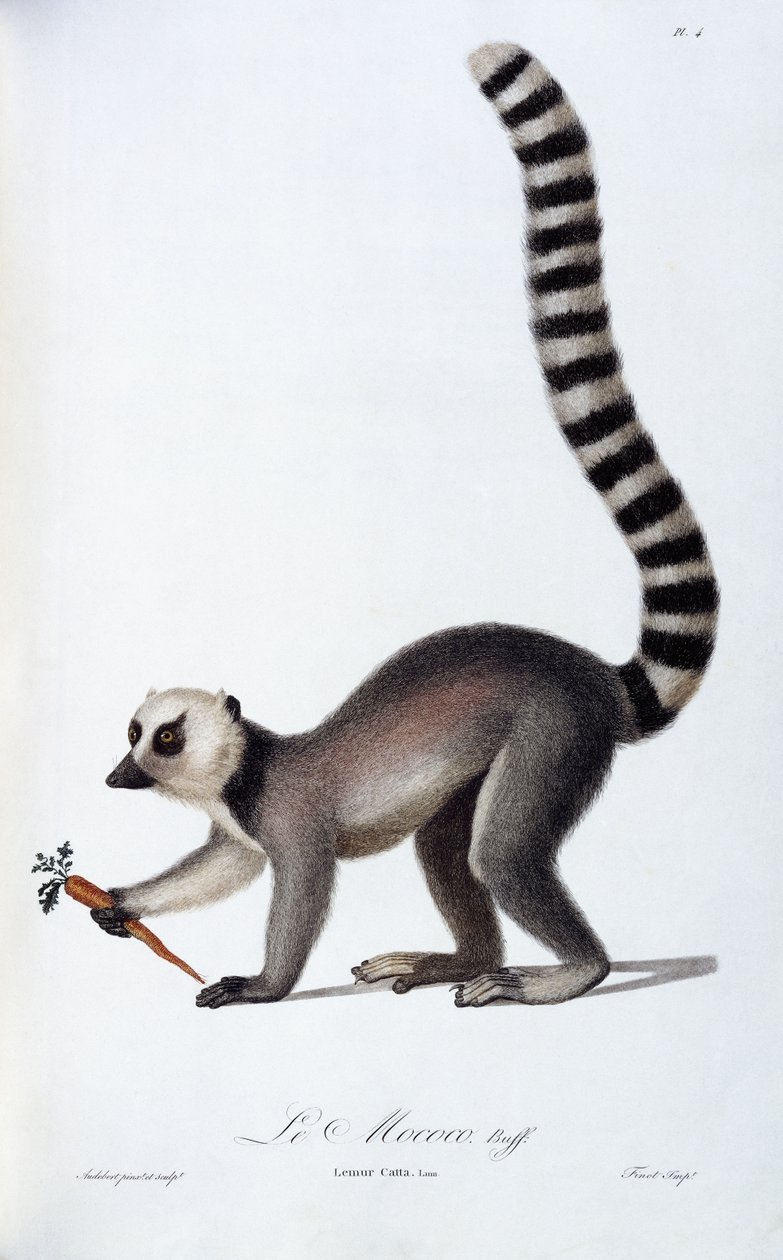 Lemur, ok. 1798-99 autorstwa Jean Baptiste Audebert