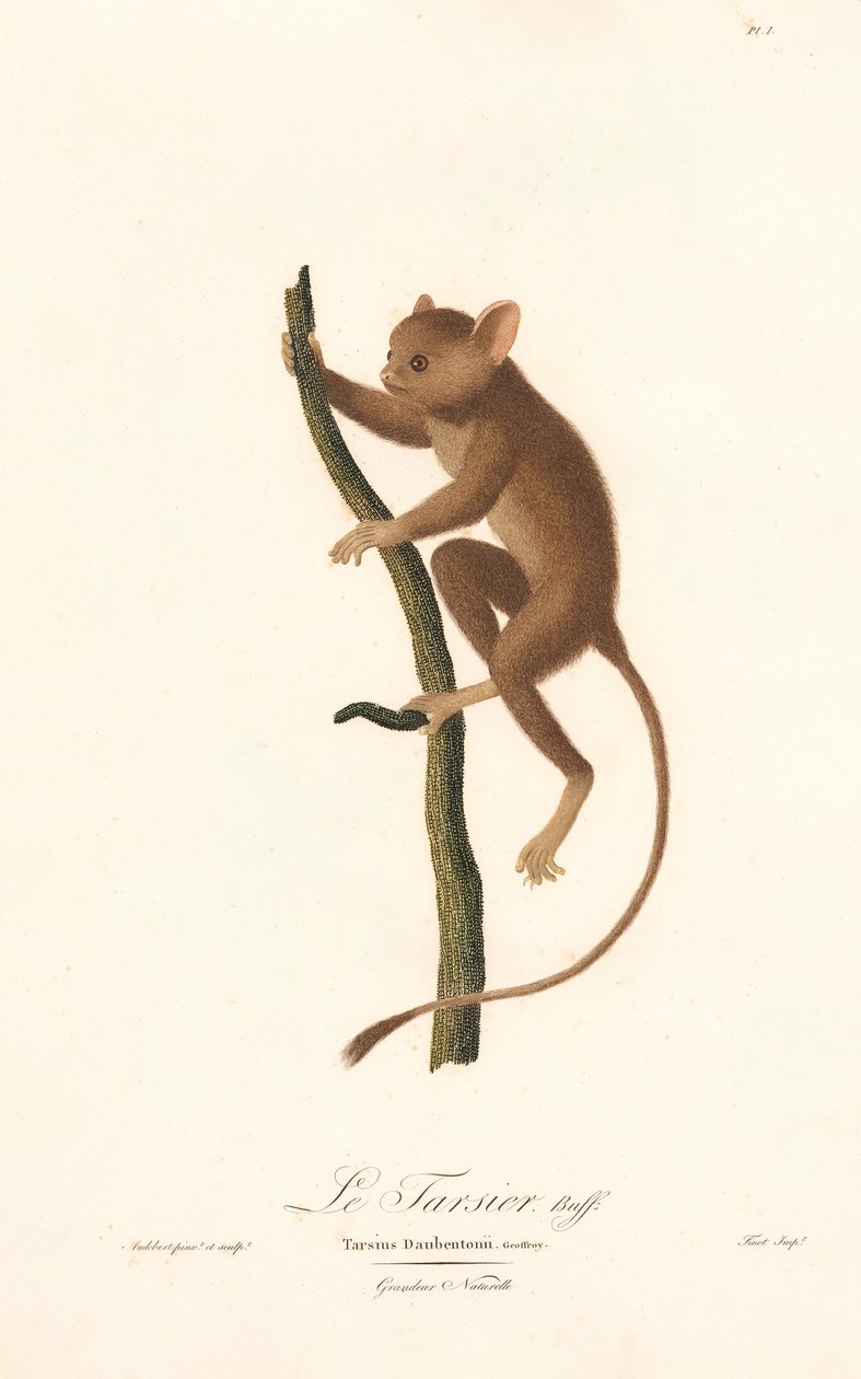 Tarsier Daubentona (Tarsius daubentoni) autorstwa Jean Baptiste Audebert