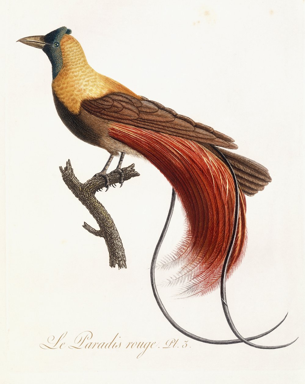 Czerwony raj, 1802 autorstwa Jean Baptiste Audebert