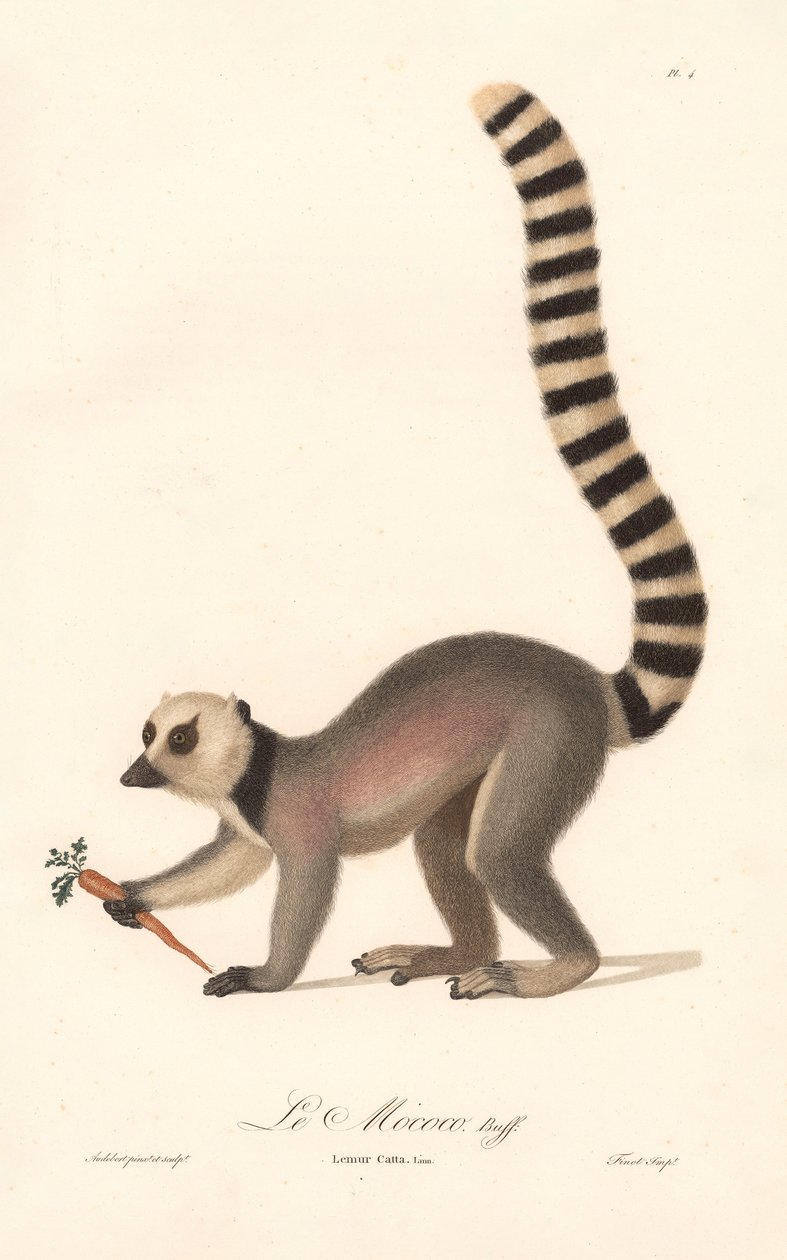 Lemur obrączkowany (Lemur catta) autorstwa Jean Baptiste Audebert