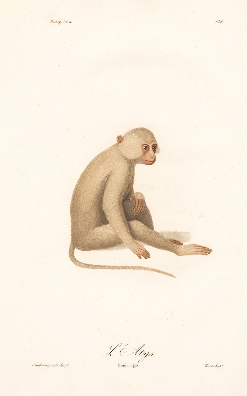 Gibbon białoręki (Simia alys) autorstwa Jean Baptiste Audebert