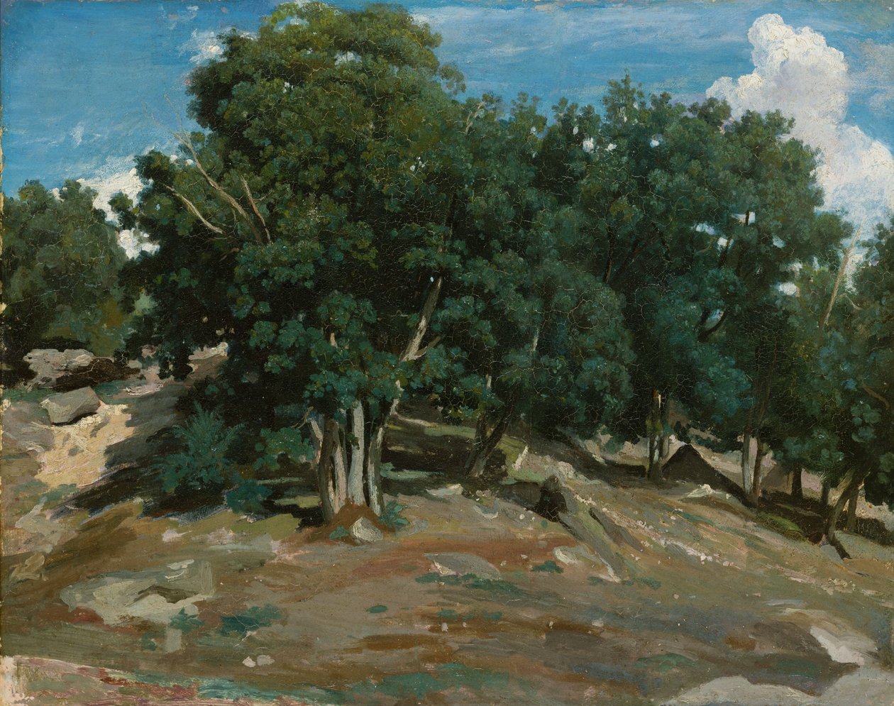 Fontainebleau: Dęby w Bas-Bréau, 1832-3 (olej na papierze, położony na drewnie) autorstwa Jean Baptiste Camille Corot