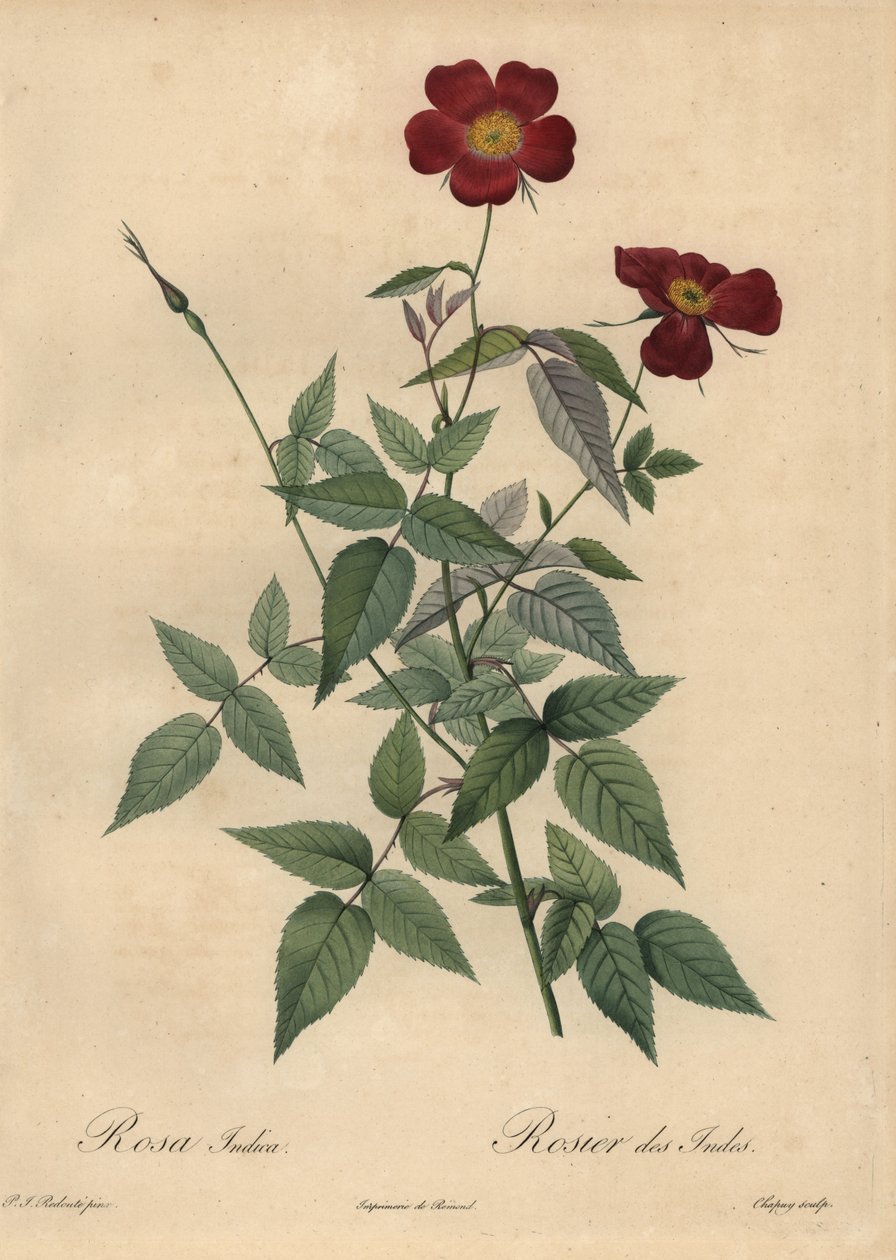 Karmazynowa róża chińska, Rosa chinensis. autorstwa Jean Baptiste Chapuy