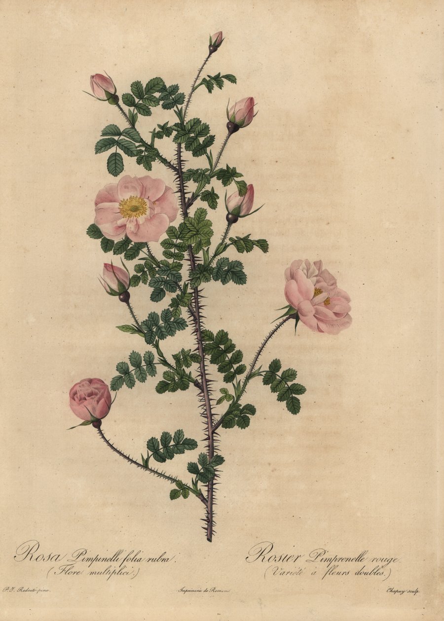 Różowa róża Burnet, Rosa pimpinellifolia. autorstwa Jean Baptiste Chapuy