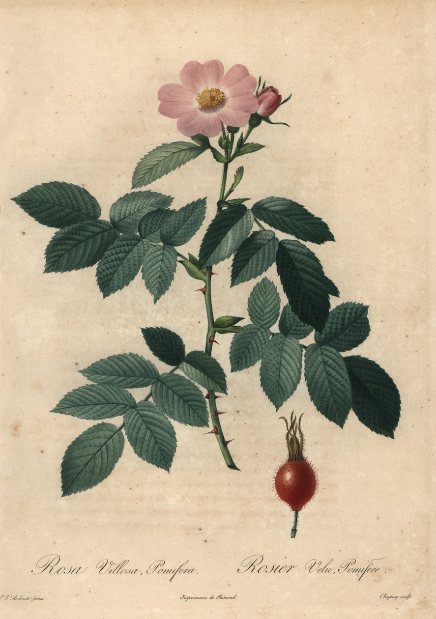 Różowa róża jabłkowa, Rosa villosa. autorstwa Jean Baptiste Chapuy